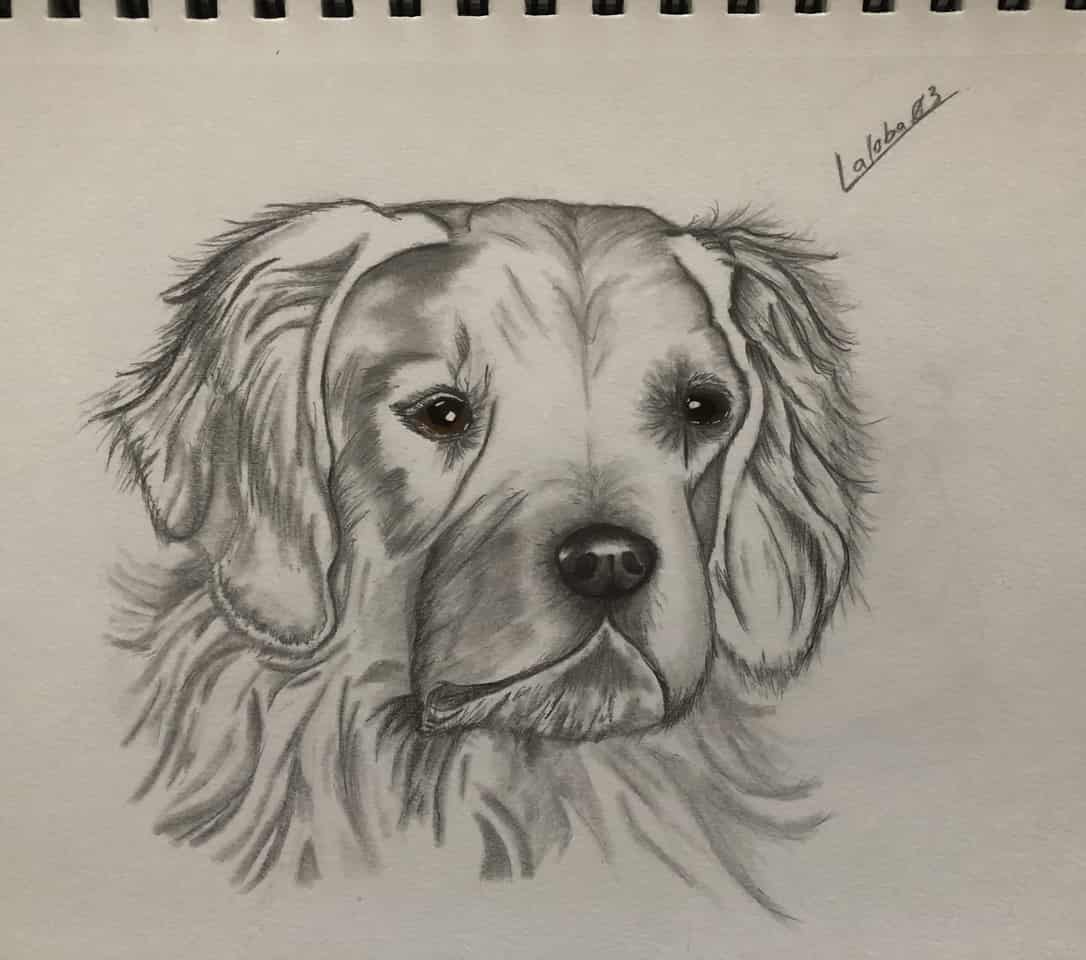 Dog Sketch Laloba03 イラスト Art Street アートストリート