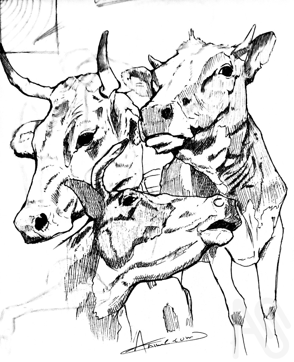 Mhuka 2 Illust of Warren animal illustration traditionalart inking mangastyle cow