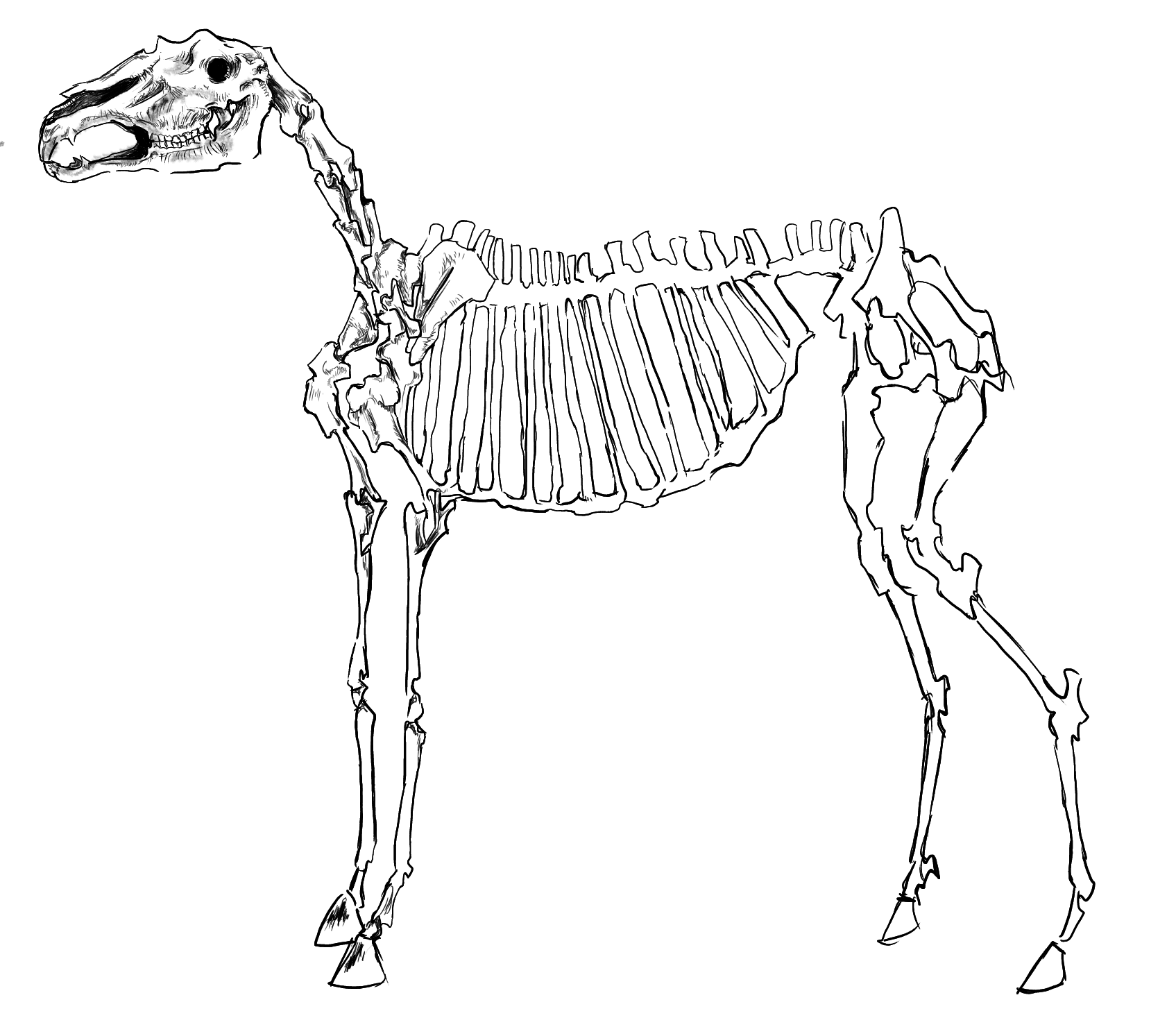 馬の骨 馬の骨格のストックフォト – ロイヤリティフリー画像 | FreeImages