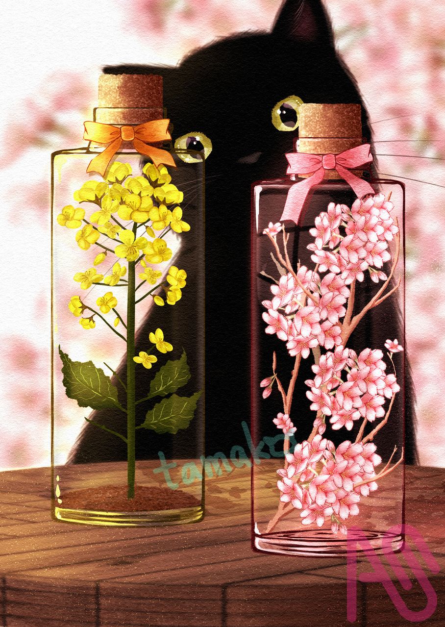 黒猫とハーバリウム Illust of たまこ CherryBlossomIllustrationCampaign sakura 黒猫 菜の花 ハーバリウム