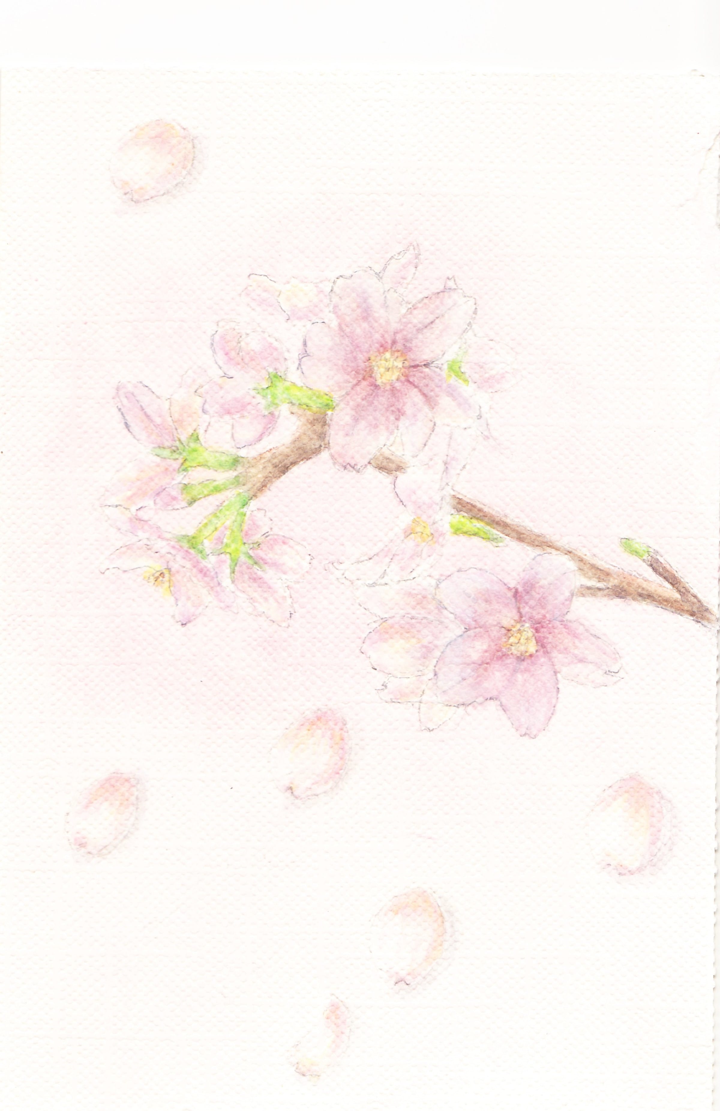 桜 しんめ - Illustrations ART street