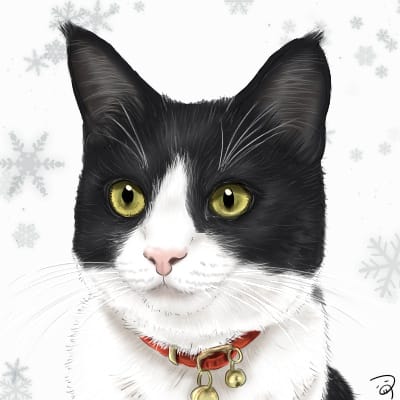 しろくろのはちわれさん つぅ Illustrations Art Street