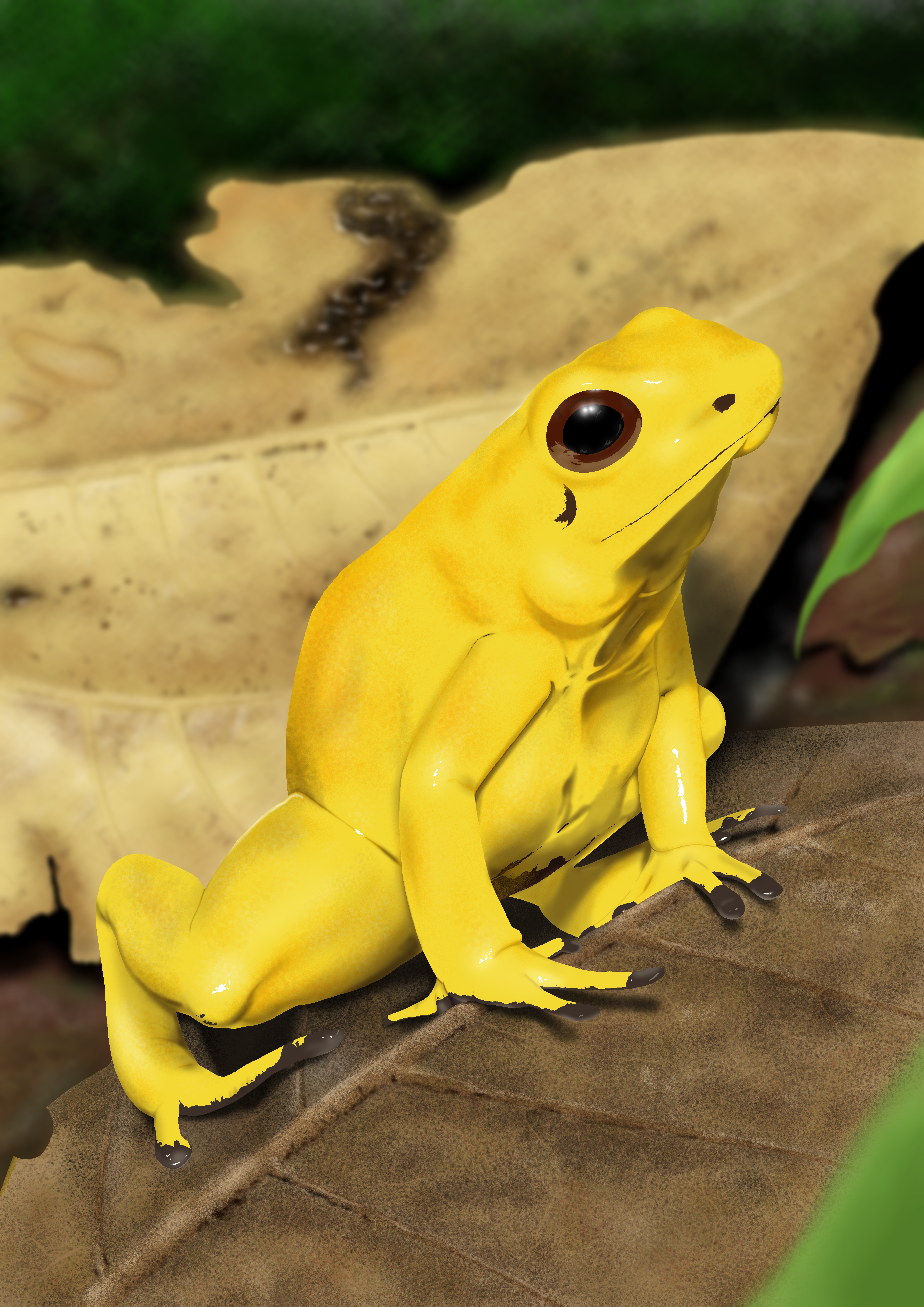 Animales y Plantas/ Rana Dardo Dorada (Colombia) Danfvm88