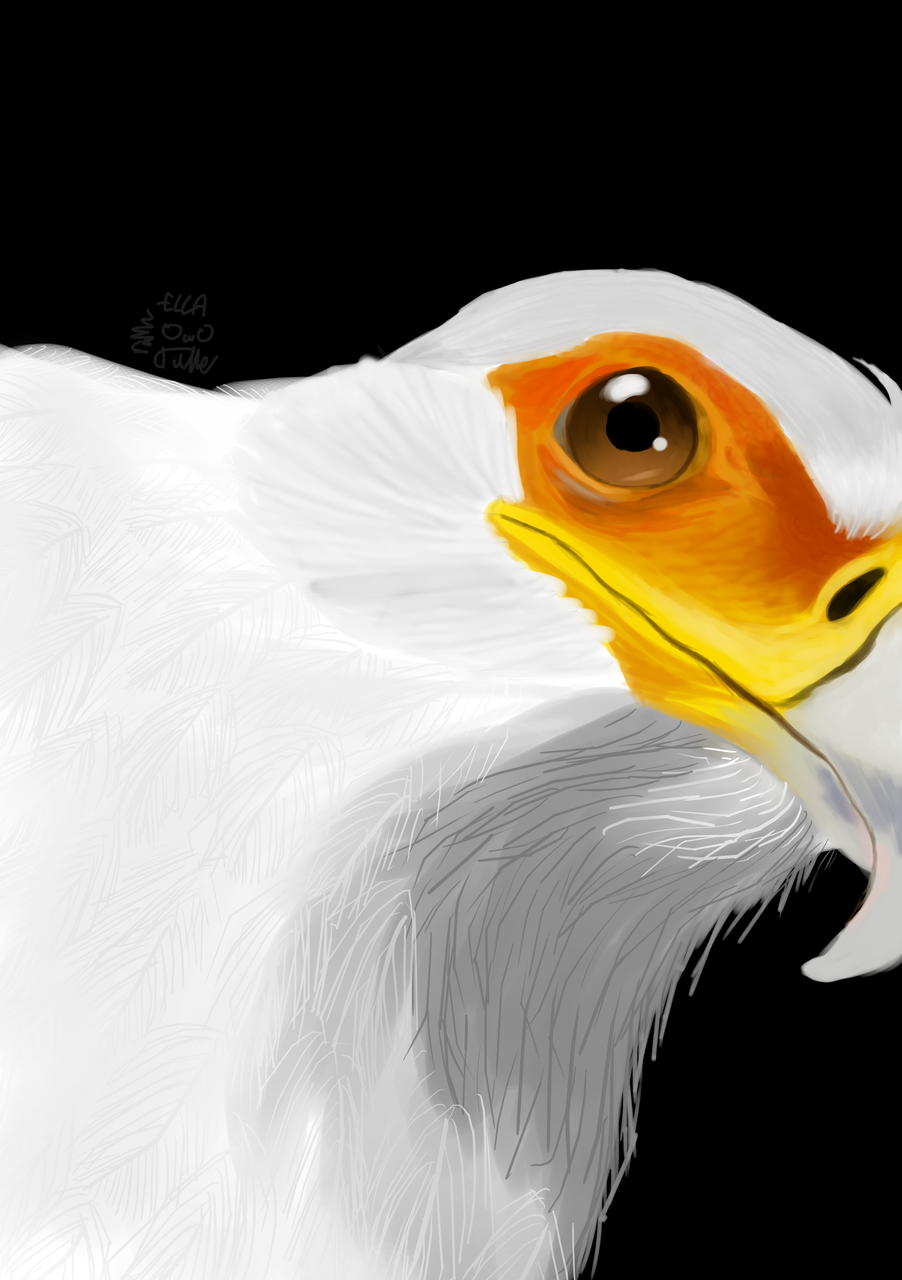 Ah Yes Eagle Mocha Mow イラスト Art Street アートストリート