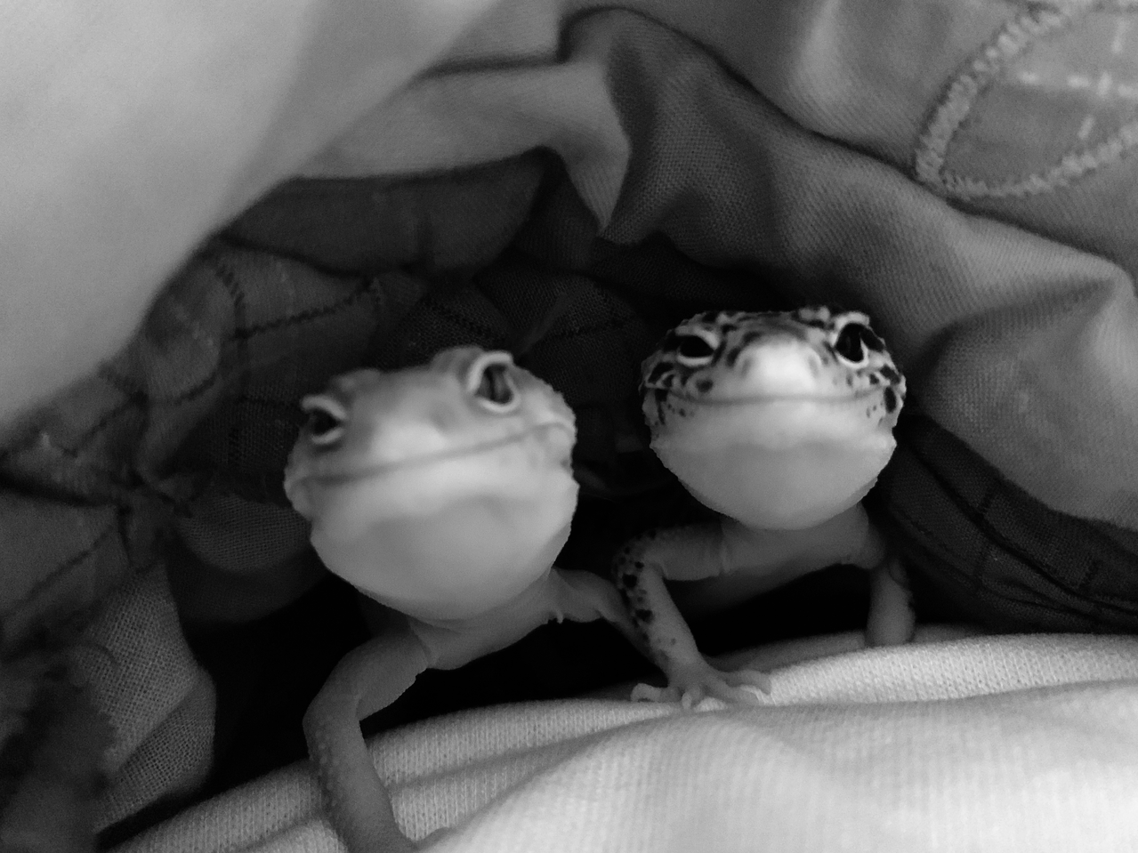 レオパ プ女子 イラスト Art Street アートストリート