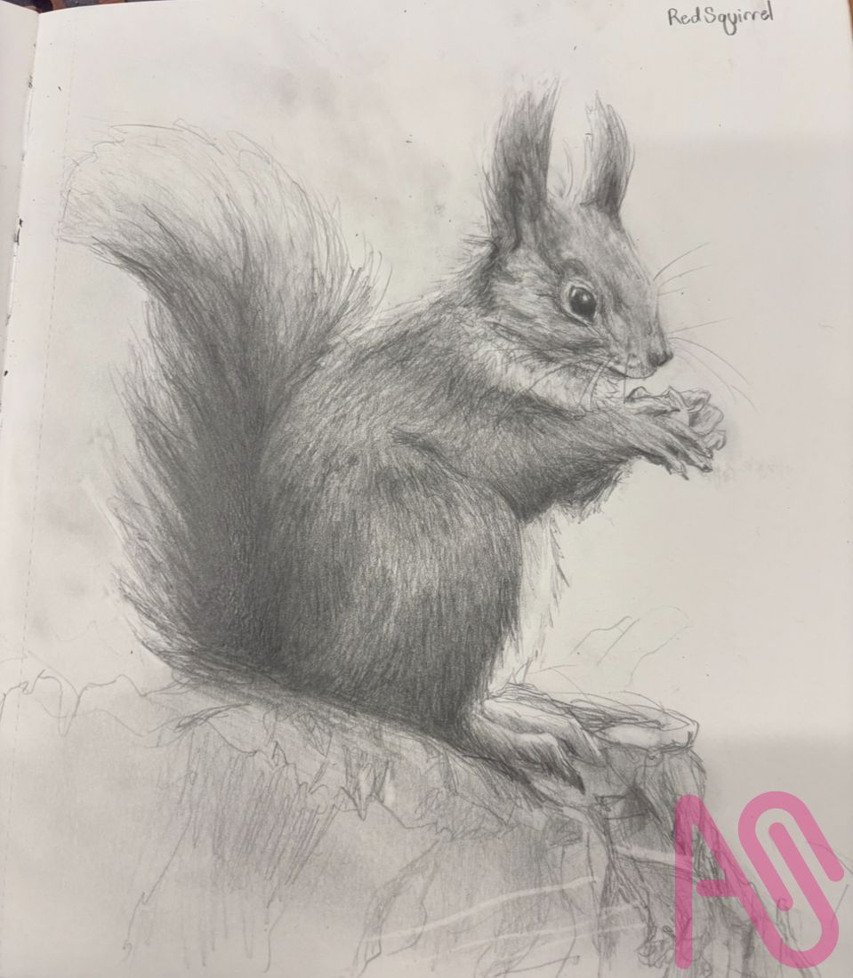 Realistic Red squirrel  Illust of xSwift_Snow Realistic Squirrel