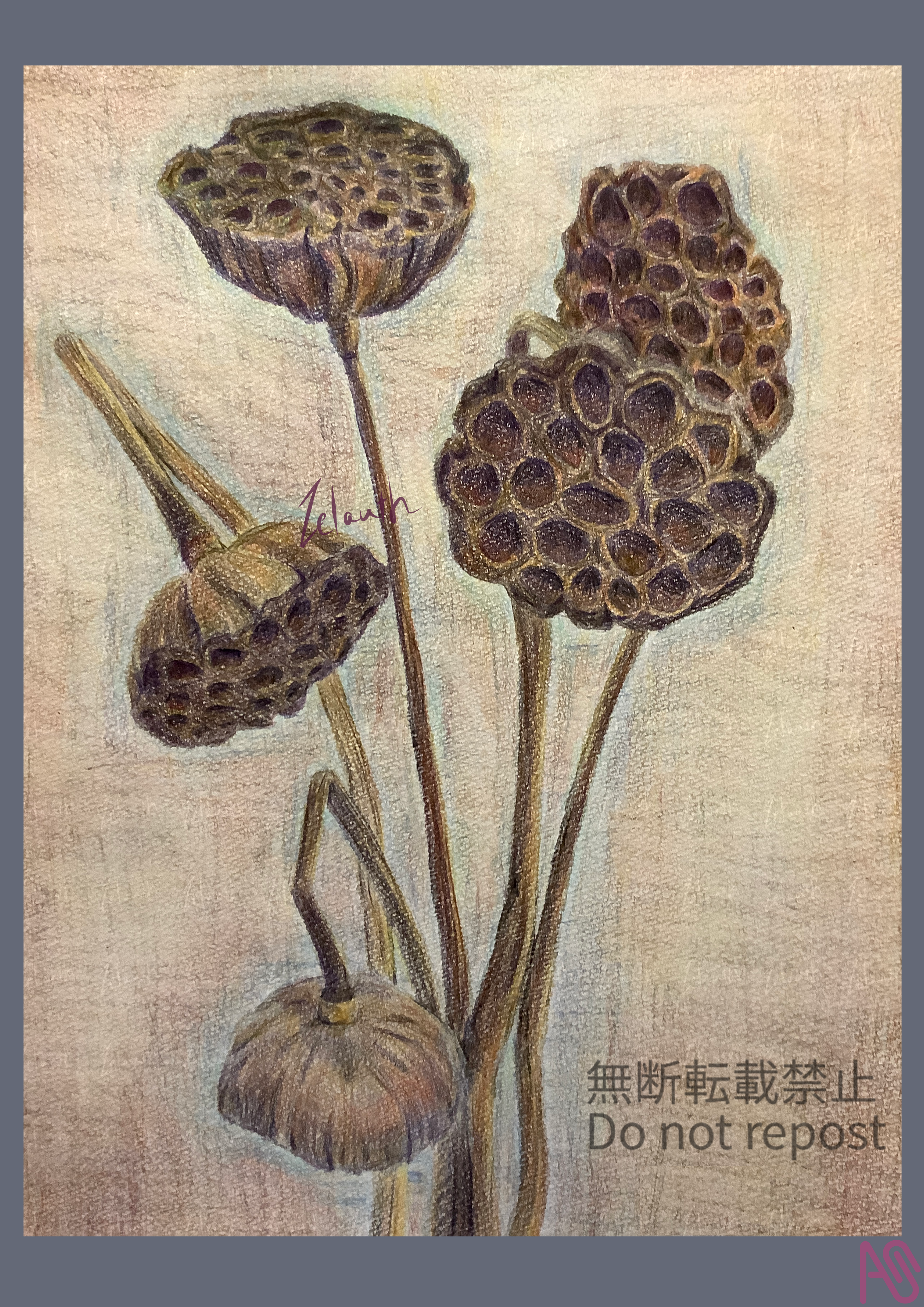 色鉛筆 枯れ蓮 Zelauth - Illustrations ART street