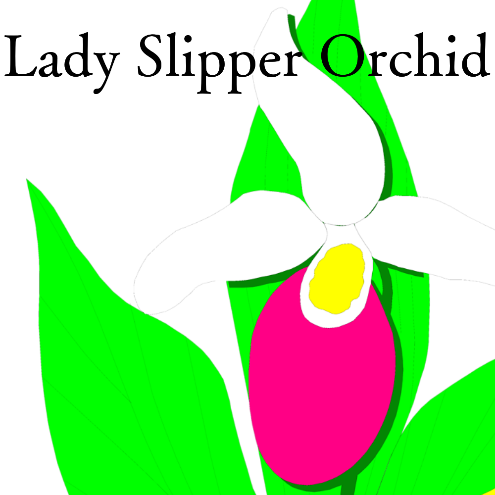 Lady slipper orchid neptunian dragon art street
