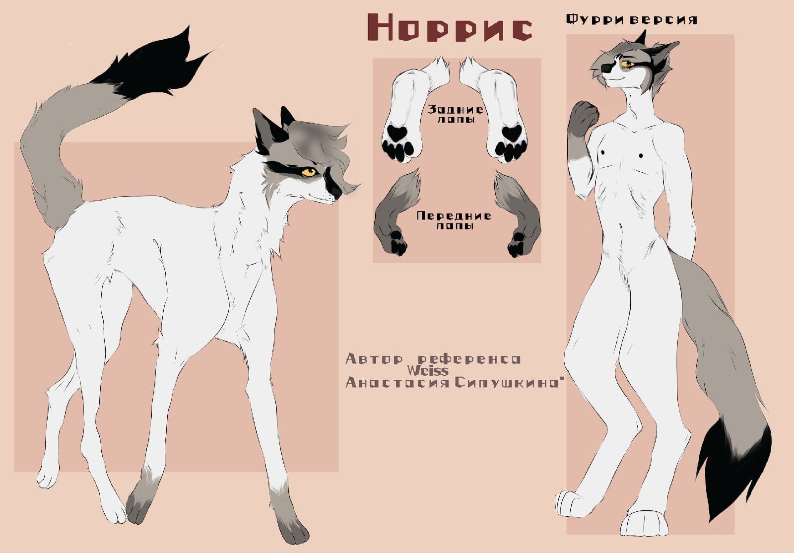 фурри попки